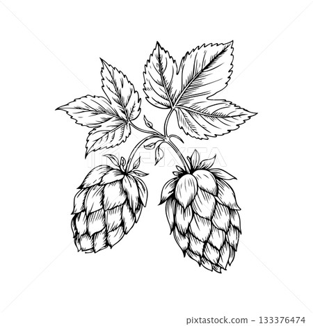 Illustration of beer hop in engraving style. Design element for poster, card, banner, sign, logo. 133376474