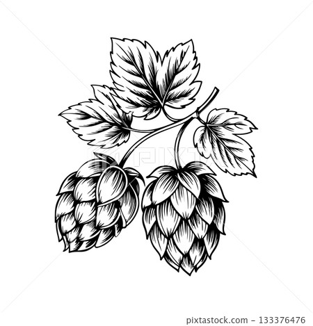 Illustration of beer hop in engraving style. Design element for poster, card, banner, sign, logo. 133376476