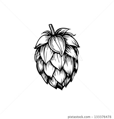 Illustration of beer hop in engraving style. Design element for poster, card, banner, sign, logo. 133376478
