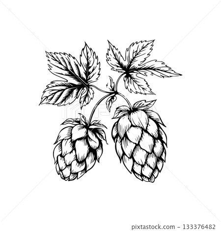 Illustration of beer hop in engraving style. Design element for poster, card, banner, sign, logo. 133376482