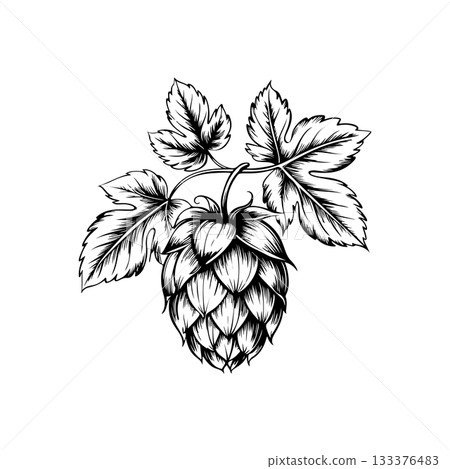 Illustration of beer hop in engraving style. Design element for poster, card, banner, sign, logo. 133376483