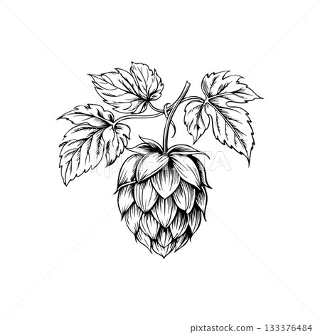 Illustration of beer hop in engraving style. Design element for poster, card, banner, sign, logo. 133376484
