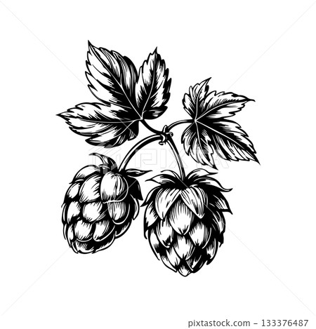 Illustration of beer hop in engraving style. Design element for poster, card, banner, sign, logo. 133376487