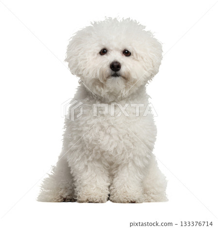 Fluffy White Dog Sitting on a Clean Background, Showcasing Its Playful and Cheerful Demeanor Fluffy White Dog Sitting on a Clean Background, Showcasing Its Playful and Cheerful Demeanor 133376714