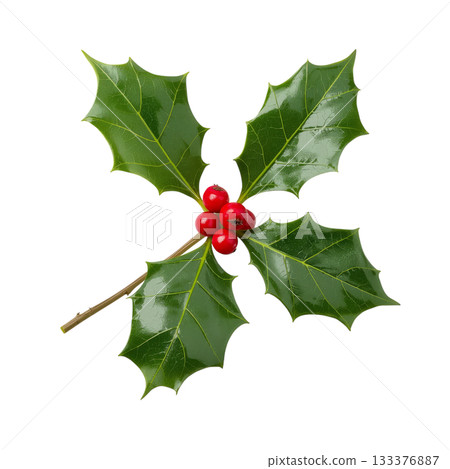 Holly Leaves and Berries Arranged in a Decorative Pattern for Christmas Celebration. 133376887
