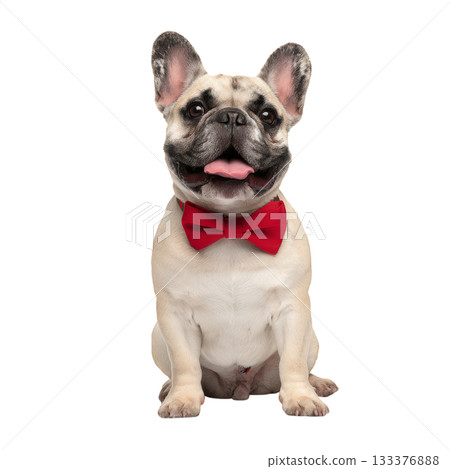 Happy Dog Wearing a Red Bowtie Sits Proudly With a Cheerful Expression in a Bright Setting 133376888
