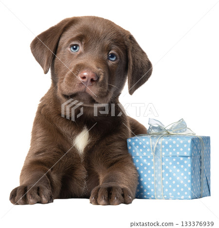 Cute Brown Puppy Relaxing While Looking Playfully at the Camera Indoors. Cute Brown Puppy Relaxing While Looking Playfully at the Camera Indoors. 133376939