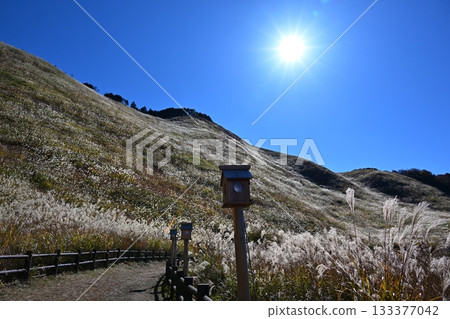 奈良縣索尼高原，鳶尾花正值盛開。 133377042