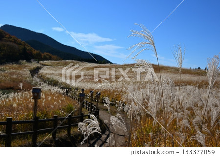 奈良縣索尼高原，鳶尾花正值盛開。 133377059