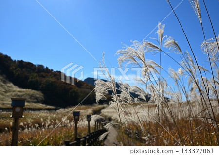 Soni Plateau, Nara, where the irises are in full bloom 133377061