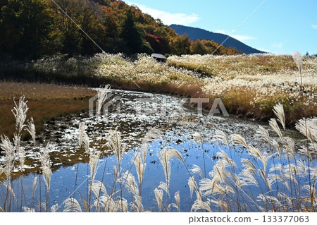 Soni Plateau, Nara, where the irises are in full bloom 133377063