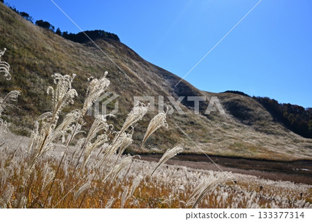 Soni Plateau, Nara, where the irises are in full bloom Soni Plateau, Nara, where the irises are in full bloom 133377314