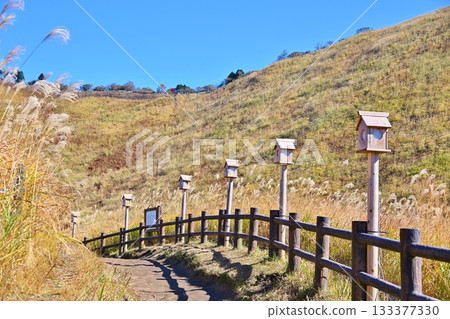 奈良縣索尼高原，鳶尾花正值盛開。 133377330