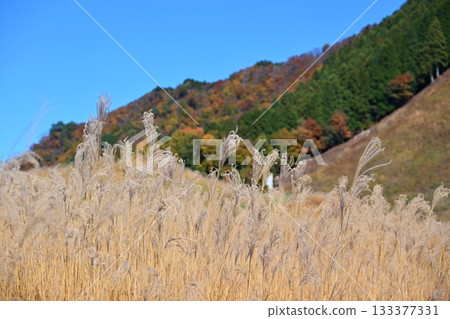 奈良縣索尼高原，鳶尾花正值盛開。 133377331