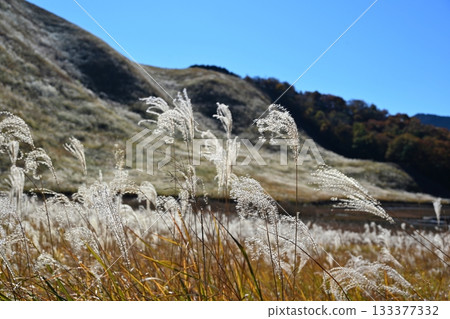 奈良縣索尼高原，鳶尾花正值盛開。 133377332