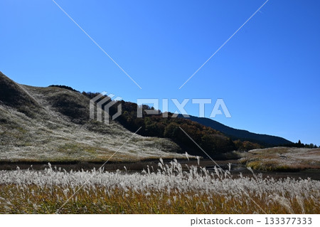 奈良縣索尼高原，鳶尾花正值盛開。 133377333