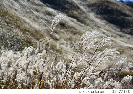 奈良縣索尼高原，鳶尾花正值盛開。 133377338