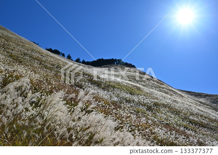 Soni Plateau, Nara, where the irises are in full bloom 133377377