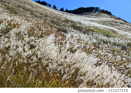 奈良縣索尼高原,鳶尾花正值盛開。 奈良縣索尼高原,鳶尾花正值盛開。 133377378