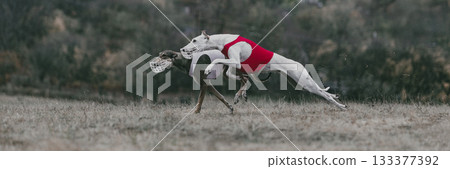 Dynamic chase of two dogs during professional lure coursing race 133377392