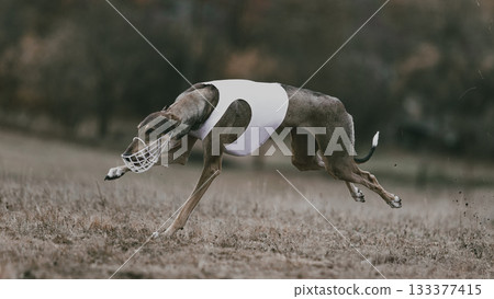 Racing lure coursing greyhound in white vest mid-run during field competition Racing lure coursing greyhound in white vest mid-run during field competition 133377415
