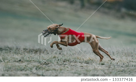 Lure coursing dog in red vest jumping mid-air during fast run on grass 133377416