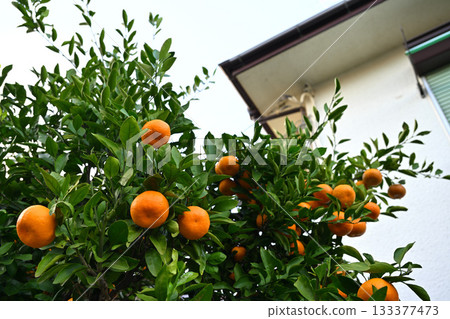 花園裡樹上結滿了柑橘。 花園裡樹上結滿了柑橘。 133377473
