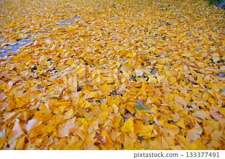 Fallen leaves of one side of Ginkgo biloba 133377491
