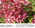 Close up of hydrangea flower. Hydrangea paniculata. Pink flowers.  133377564