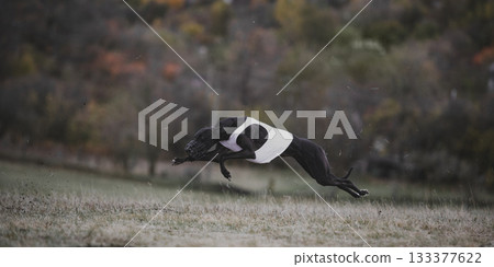 Black greyhound in white vest jumping mid-air during lure coursing race 133377622