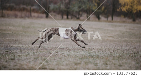 Greyhound racing across grass field during lure coursing championship 133377623