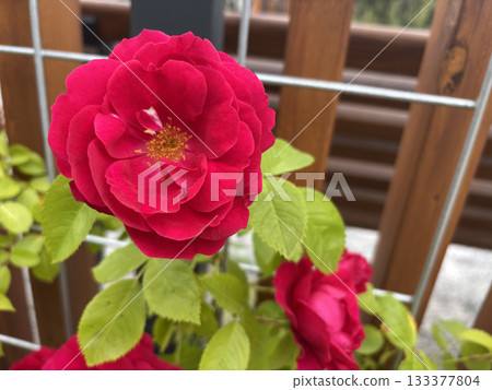 Beautiful red roses blooming on a bush in an English garden Beautiful red roses blooming on a bush in an English garden 133377804