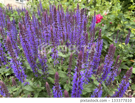 Salvia nemorosa Caradonna blooming with purple and blue flowers in a garden Salvia nemorosa Caradonna blooming with purple and blue flowers in a garden 133377810