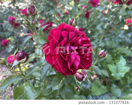 Beautiful red roses blooming on a bush in an English garden Beautiful red roses blooming on a bush in an English garden 133377816