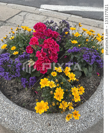 Bidens ferulifolia is a North American plant species in the family Asteraceae 133377821