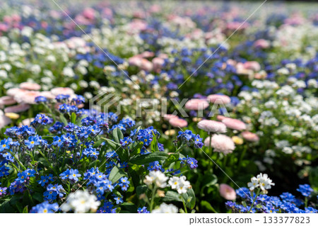 Pink daisies with blue and white forget-me-nots on a flower bed in garden blooming bg 133377823