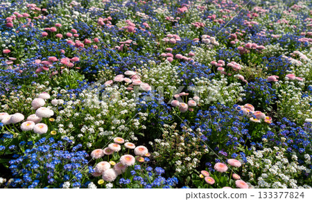 Pink daisies with blue and white forget-me-nots on a flower bed in garden blooming bg Pink daisies with blue and white forget-me-nots on a flower bed in garden blooming bg 133377824