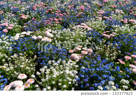 Pink daisies with blue and white forget-me-nots on a flower bed in garden blooming bg Pink daisies with blue and white forget-me-nots on a flower bed in garden blooming bg 133377825