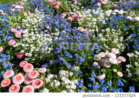 Pink daisies with blue and white forget-me-nots on a flower bed in garden blooming bg 133377826