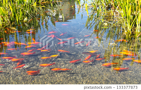 Many red fish in clear pond. Japanese garden koi, goldfish farm, many swimming red fishes Many red fish in clear pond. Japanese garden koi, goldfish farm, many swimming red fishes 133377873