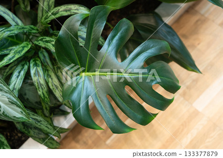 Monstera plant leaves background in business center. Modern indoor jungle interior design Monstera plant leaves background in business center. Modern indoor jungle interior design 133377879