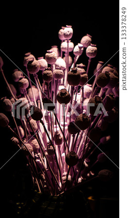 Dried poppy decoration. Poppy in the vase. Poppy arrangement of dried flowers and grass. 133378249