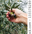 An olive grower harvests ripe olives in autumn. Agriculture. 133378289