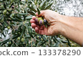 An olive grower harvests ripe olives in autumn. Agriculture. 133378290