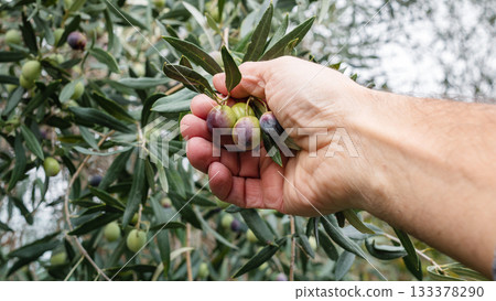 An olive grower harvests ripe olives in autumn. Agriculture. 133378290