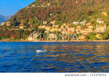 Beautiful white swan swimming at Lake Como in Como, Italy Beautiful white swan swimming at Lake Como in Como, Italy 133378352