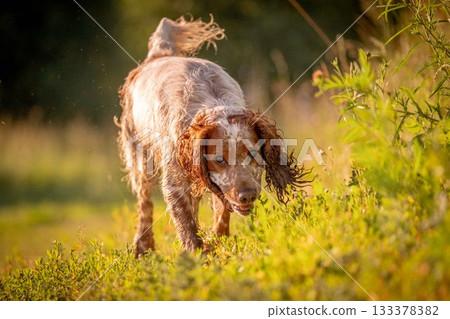 A cheerful spaniel runs merrily into the field, among flowers and grass. Ears and tongue flutter in different directions 133378382
