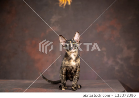 A kitten of the oriental breed of tortoiseshell color. Kitten actively plays with a toy made of feathers A kitten of the oriental breed of tortoiseshell color. Kitten actively plays with a toy made of feathers 133378390