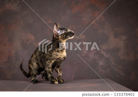 A kitten of the oriental breed of tortoiseshell color. Teenage Cat on Brown Background in Studio 133378401
