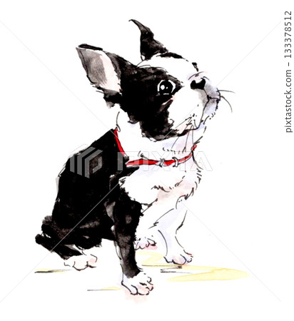 Watercolor illustration of a Boston Terrier with a red collar 133378512
